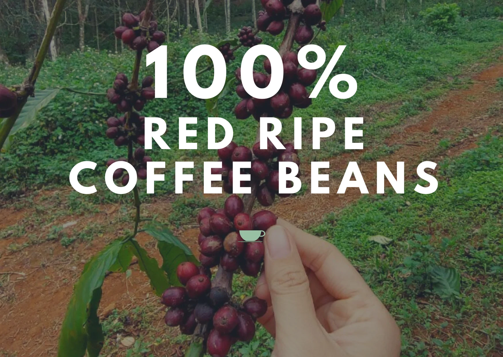 Высококачественный зеленый кафе arabica готов к отправке надежная фабрика 