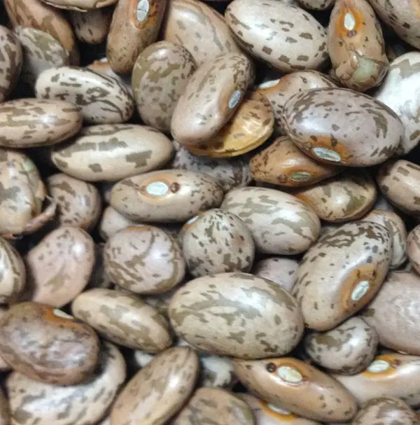 Delicious Pinto Beans for sale
