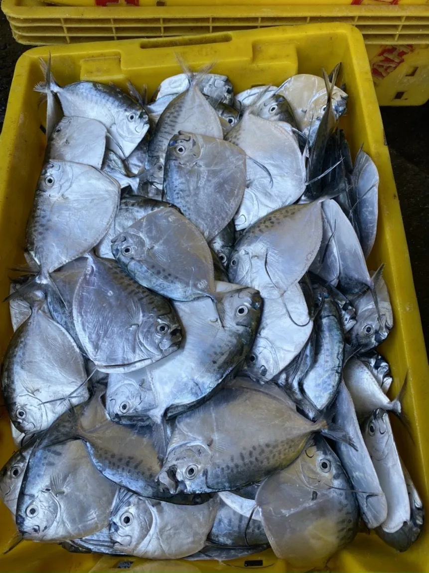Vietnam Seafood Supplier Frozen Sea Frozen Moonfish Whole round