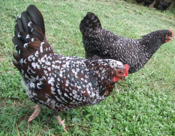 Fertilized egg of special chicken breed Specled Sussex from Turkey best price High Quality