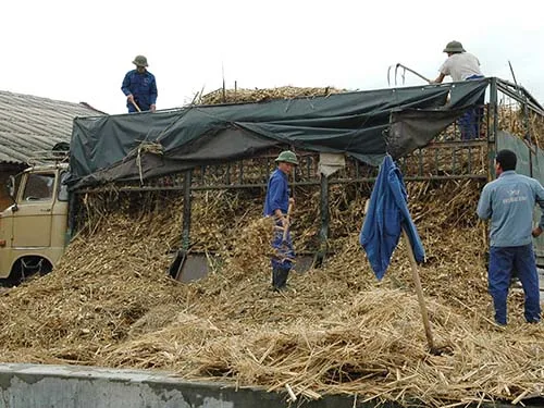 BAGASSE FIBERS/ BAGASSE/ AGRICULTURAL WASTE