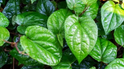 Свежие листья Betel из дерева 10 шт.