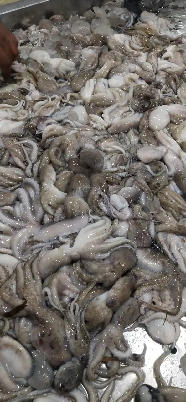 Block frozen Octopus whole from India