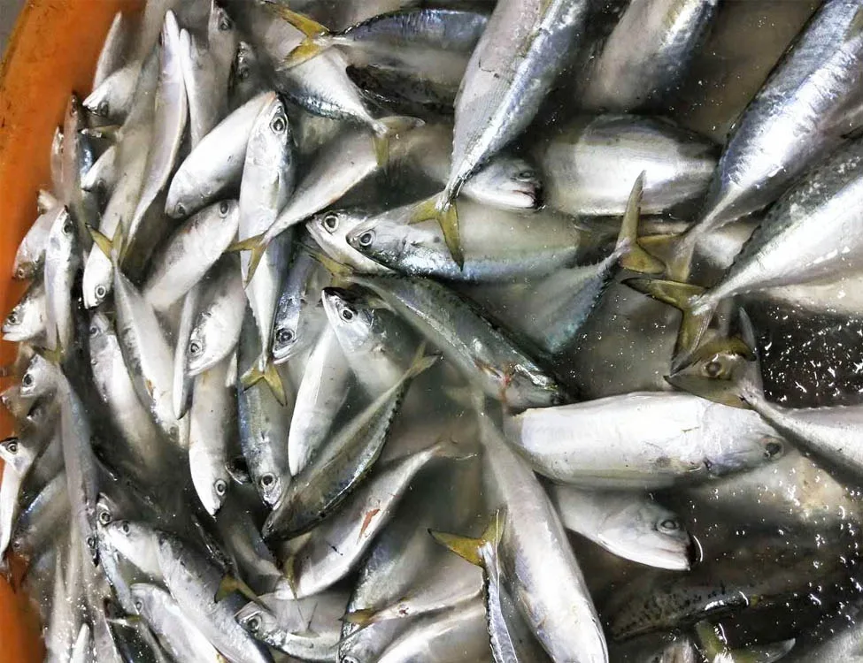 Высококачественная замороженная Тихоокеанская скумбрия для продажи