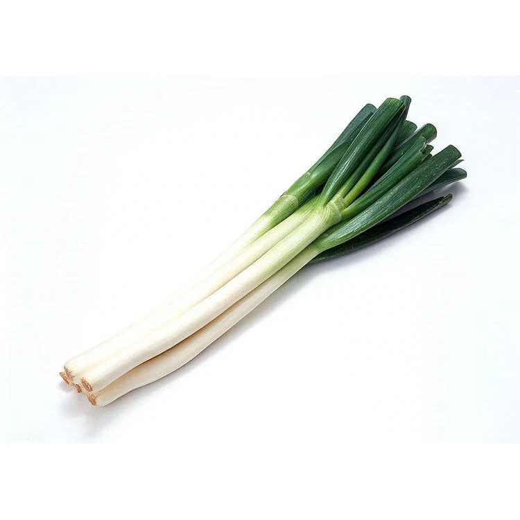 FRESH/ DRIED SCALLION WITH BEST PRICE