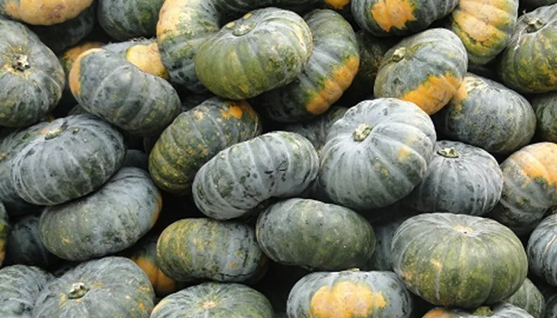 100% Export Oriented Best Quality Fresh Sweet Pumpkin From Vietnam