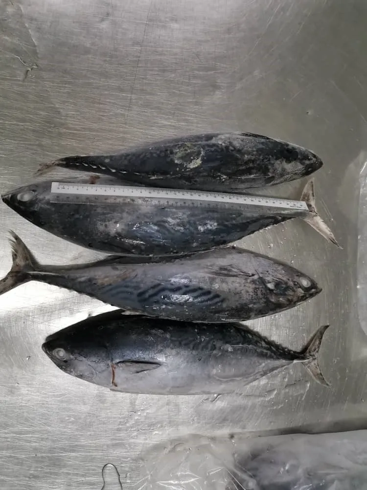 Malaysia Seafood Frozen Whole Round Bonito Tuna With BQF Freezing Process For Premium Quality