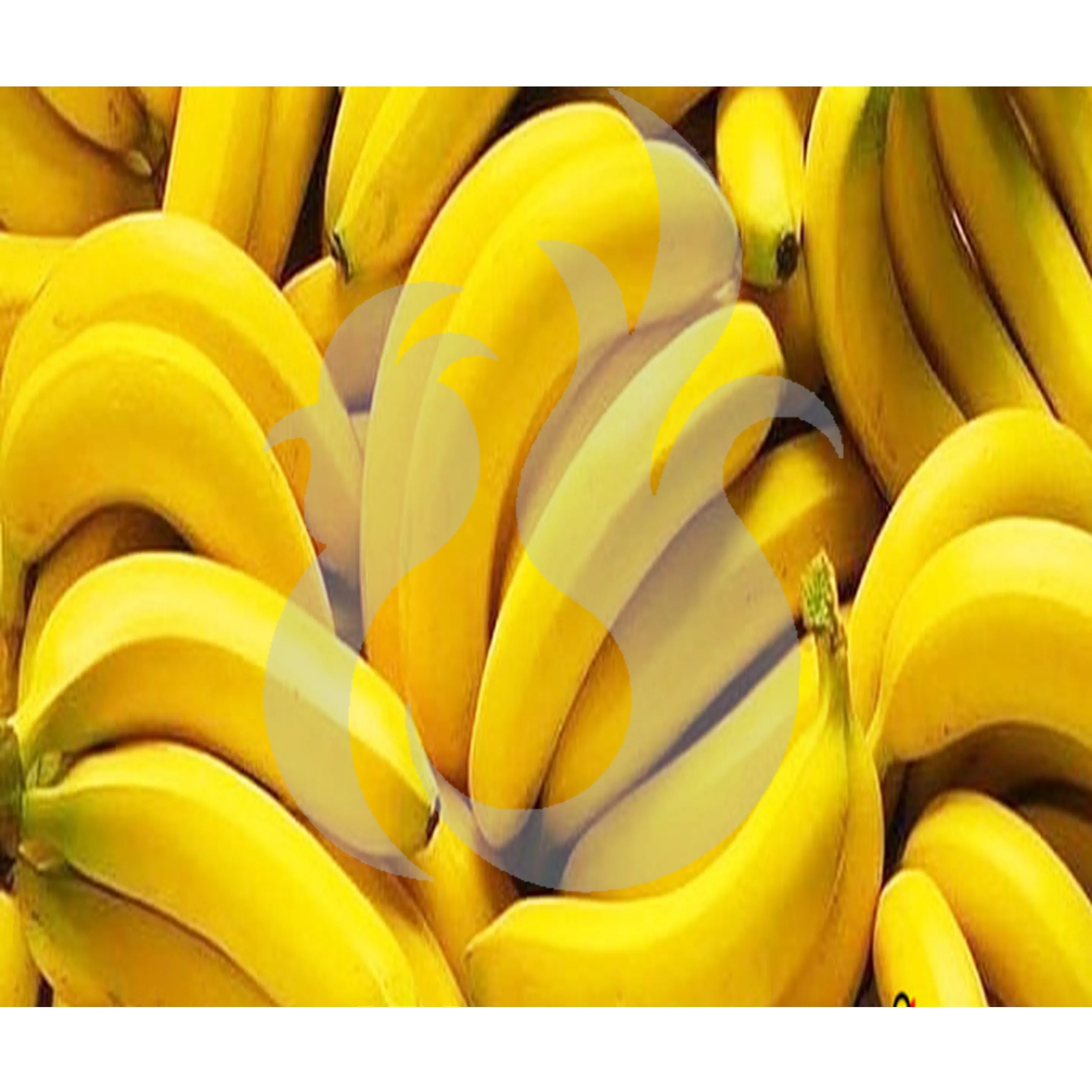 
Fresh Cavendish Banana Fruits Full Nutrition Long Yellow 