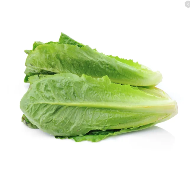 Fresh lettuce