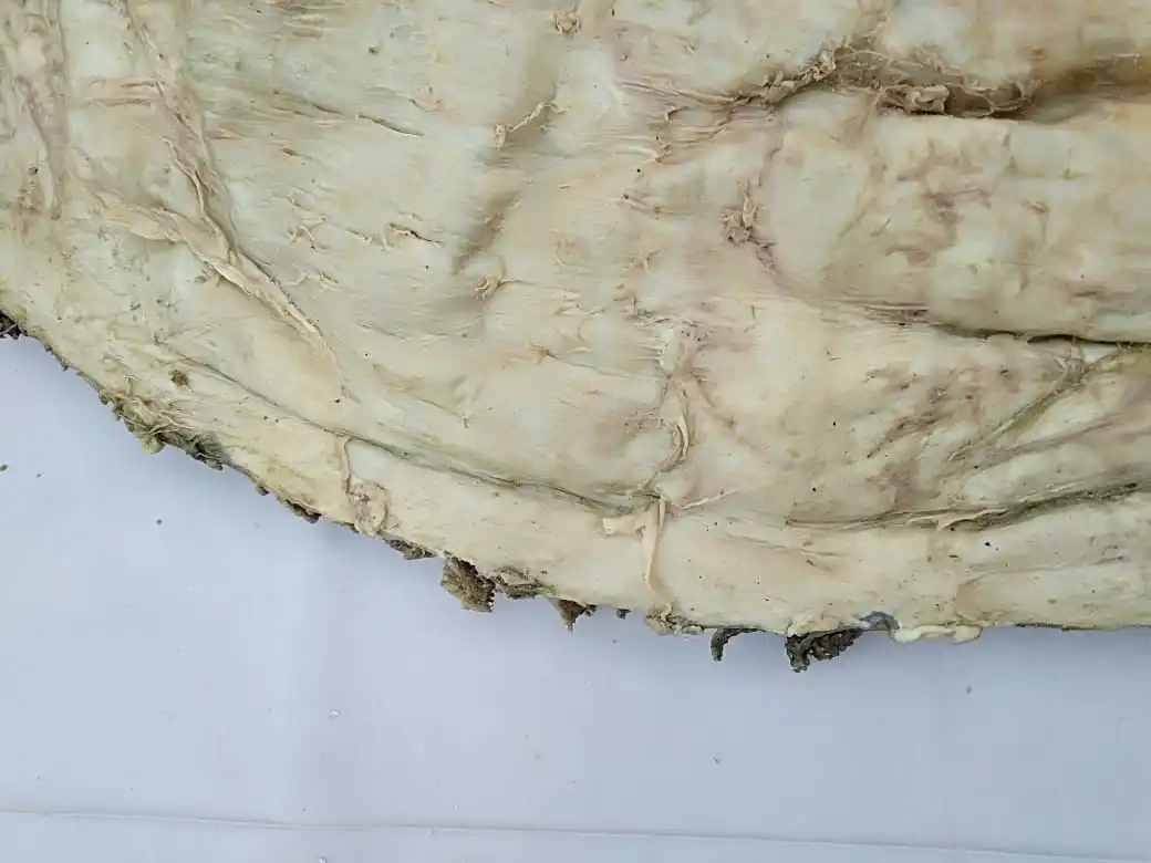 WHOLESALE RATES 2021 BEEF OMASUM