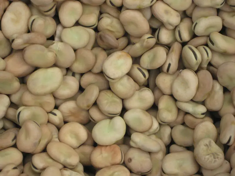 Newest Crop High quality dried fava beans factory wholesale