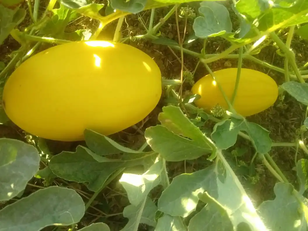  2021 высокопроизводительная желтая кожа/гибридные семена арбуза красного цвета по оптовой цене F1