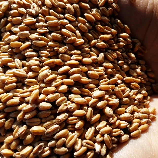 
whole wheat grain for sale 