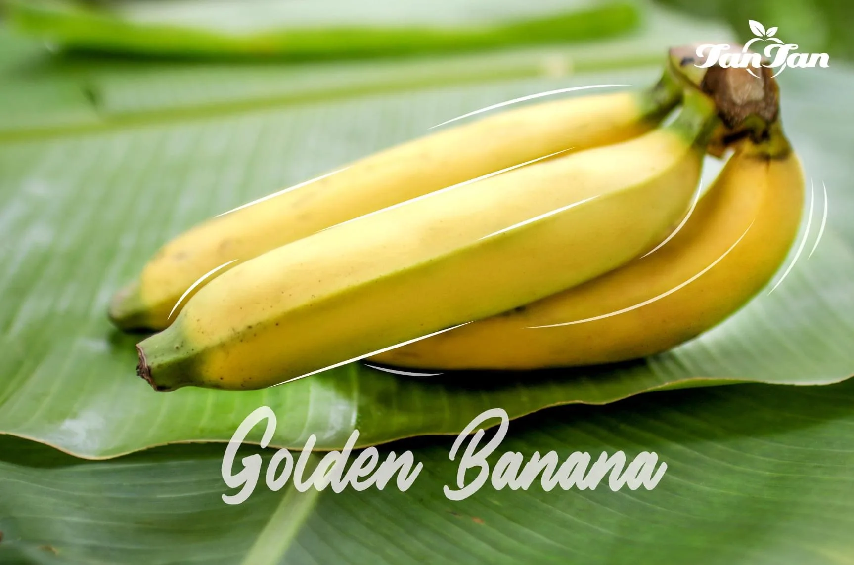 Dried Banana Slice Low Sugar Dried Fruit High Quality 100% Natural  OEM Professional From Thailand 2021