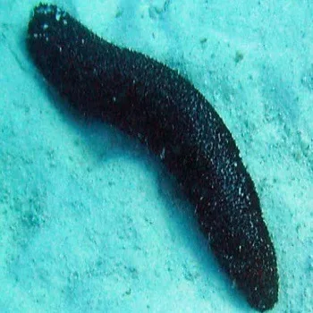 Лучшее качество сушеный/замороженный морской огурец