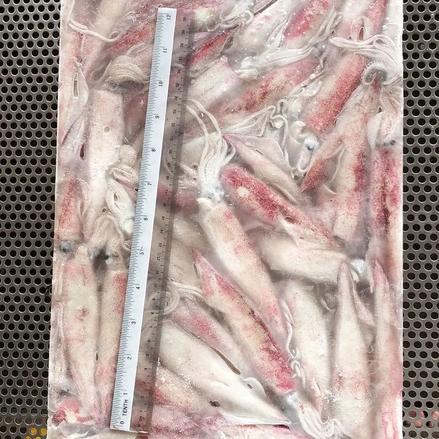 Свежий замороженный цельный кальмар с круглой иглой по лучшей цене для 2/3 3/5 4/5 4/6 5/7 (дюймы/шт), размер из малайзии