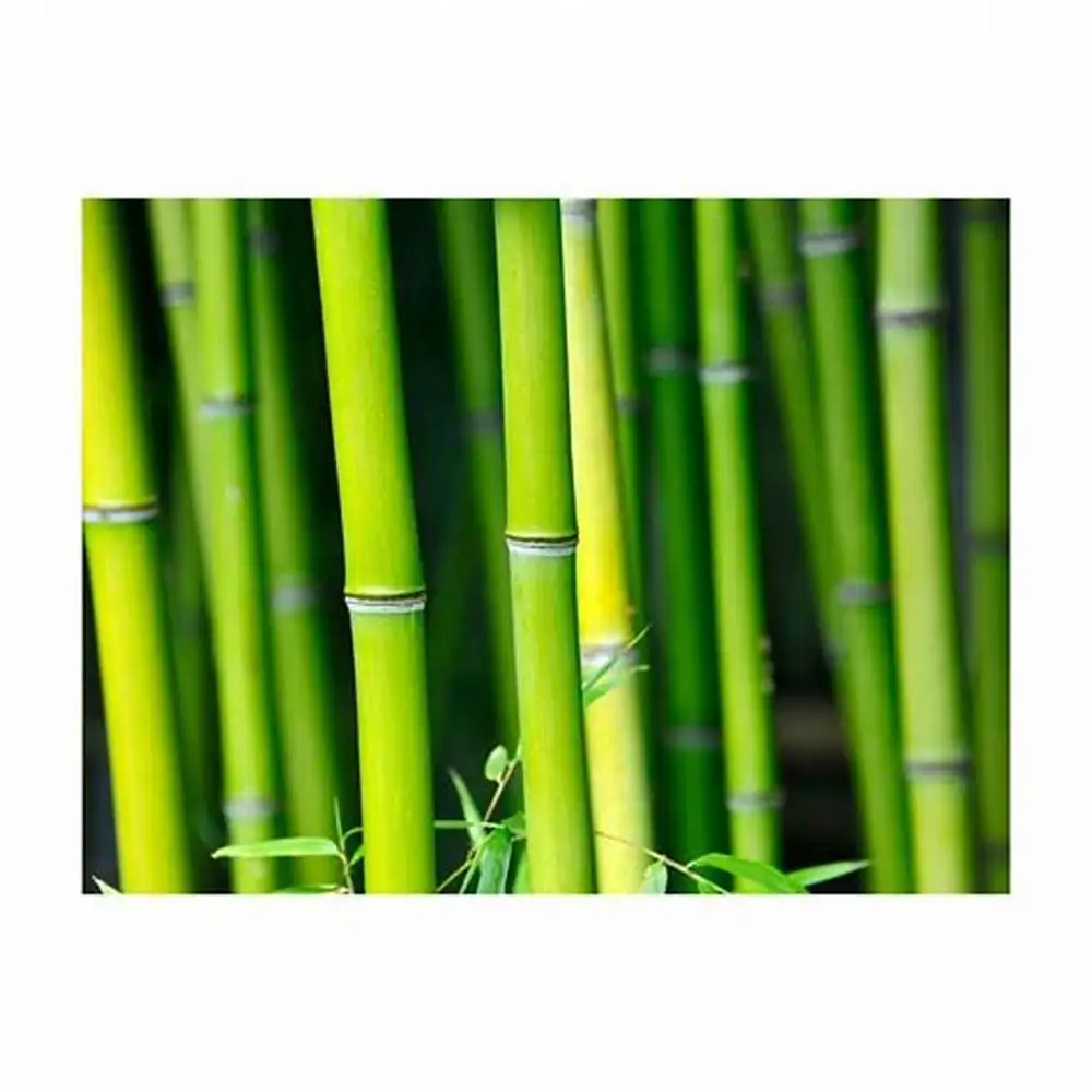 Натуральный бамбук/бамбуковый тростник из экологически чистого сада 99GD