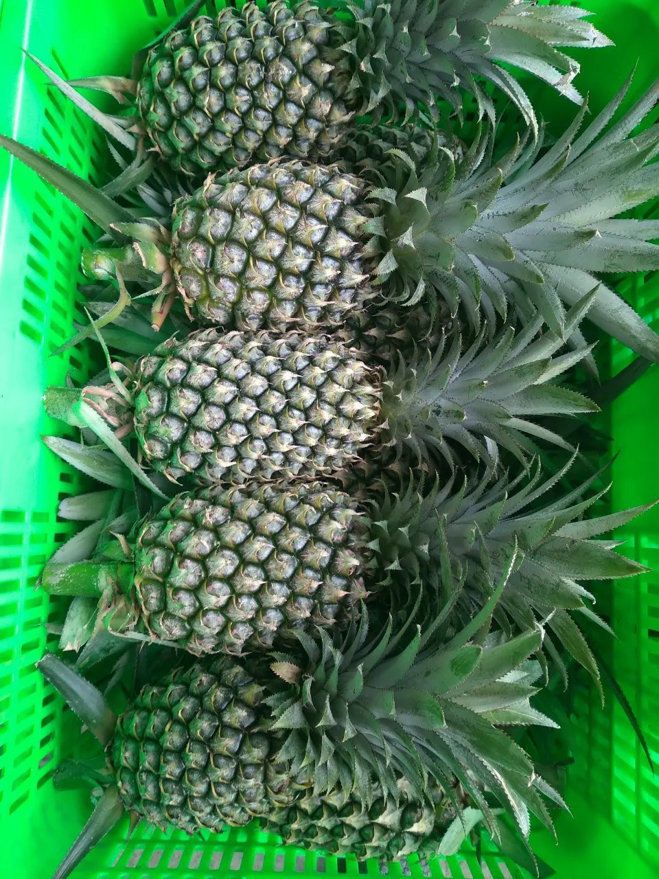 Wholesale Nutritious 100% Organic Fresh Yellow Flesh Natural Smell Mild Sweet Ripe Ananas/Pineapples Fruit From Vietnam in Bulk