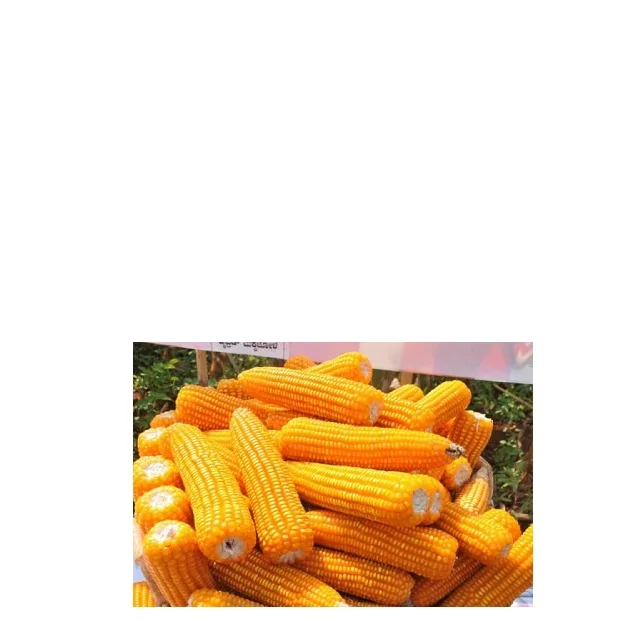 Продажа желтой кукурузы/сушеной желтой кукурузы.
