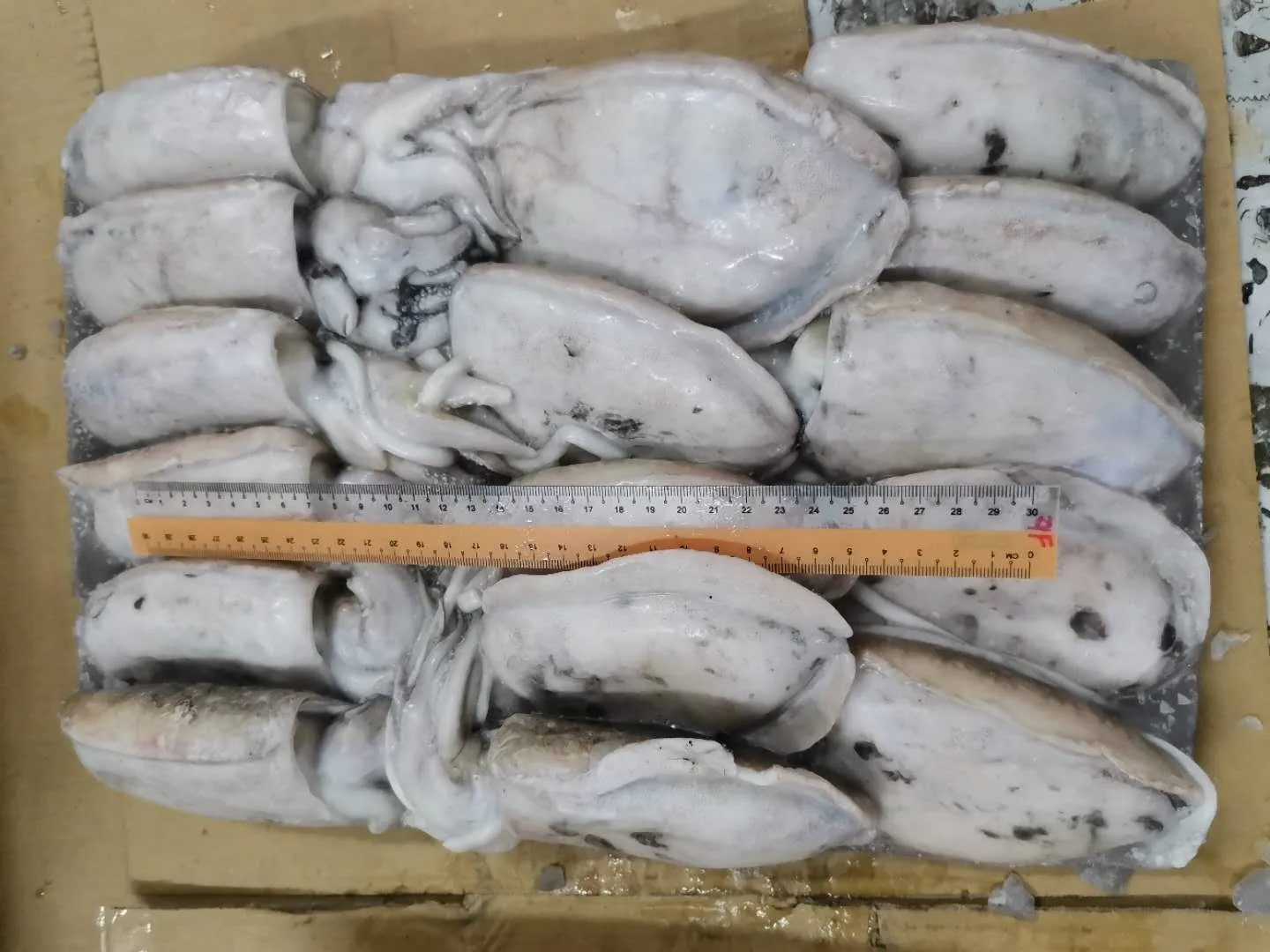 Special 9KG/CTN Weight Frozen Whole Round Cuttlefish For Sale With Best Price From Malaysia