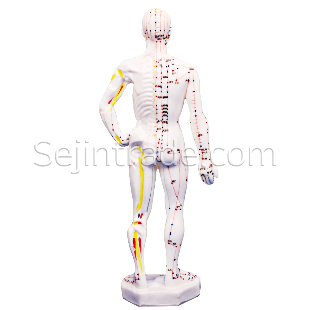 
Acupuncture needle Hospitals Anatomical Human Model Rubber Body Model 26cm for Sale massage clinic moxa Chinese medicine model 