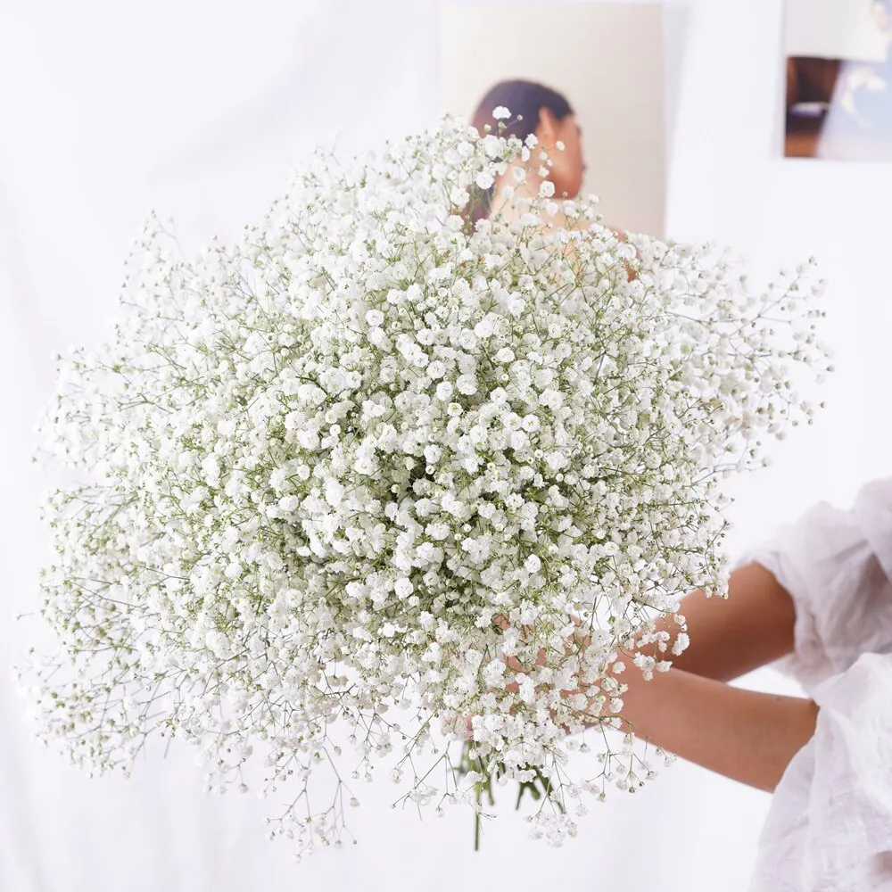 Premium quality Gypsophila wedding fresh cut flowers variety xlence million stars decorative flowers 750 gr.