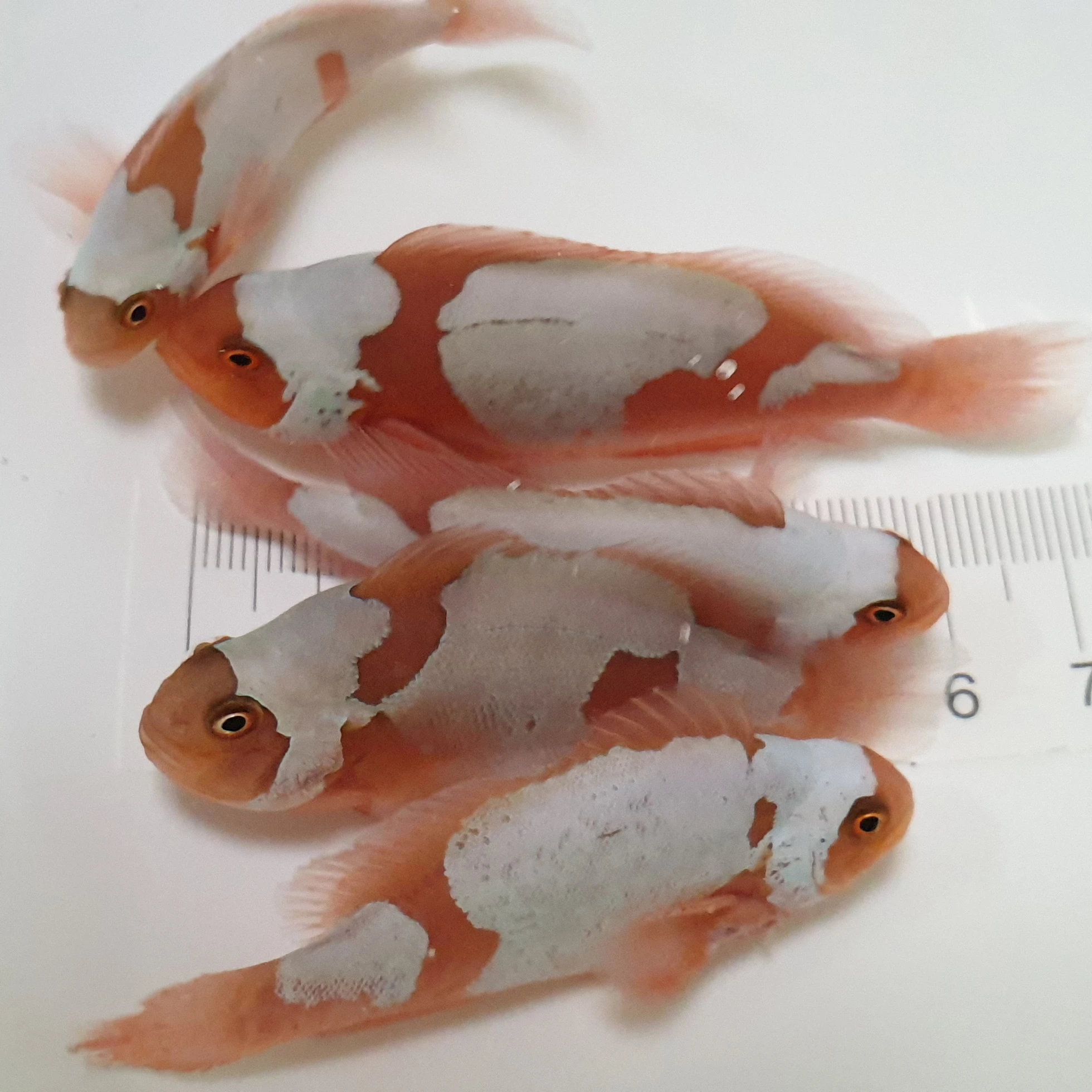 Captive farm bred designer clownfish - Snowflake Maroon Clownfish