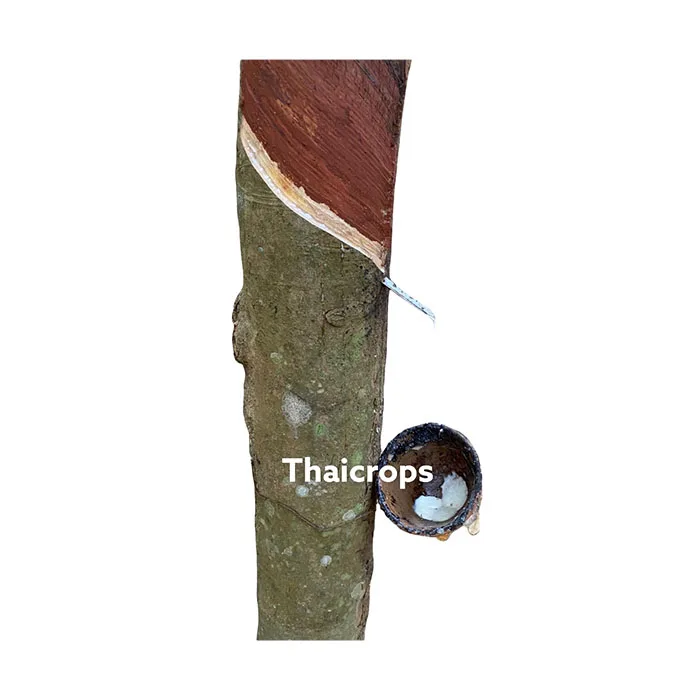 High Quality Premium Grade  Rubber Smoked Sheet Product from Thailand