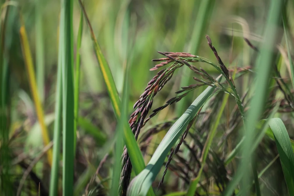  Здоровый от производителя темно-фиолетового риса черный фиолетовый органический голубой рис (Ms Деми + 84 961 733 400)