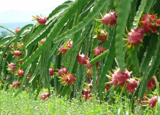 
Rich In Carbohydrates Protein Organic VIETGAP Certification 0,3kg - 0,6kg Per Piece Sweet Fresh Dragon Fruit 