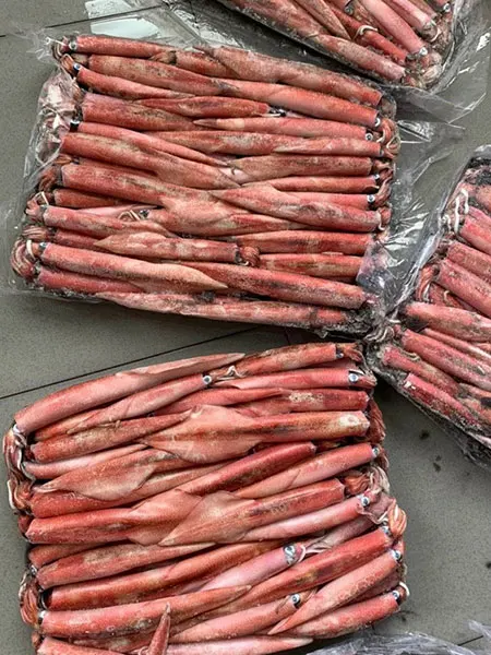 Frozen Long-Barrel Loligo Squid Hight Quality From Viet Nam