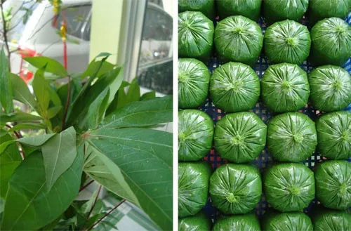 Importer Cassava leaves/ Fresh Ground Leaves from Vietnam - Ms. Elaine +84 375 431 541