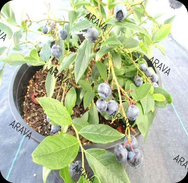 high quality Coconut coir peat Blueberry Grow bags for use in hydroponic farming at best price