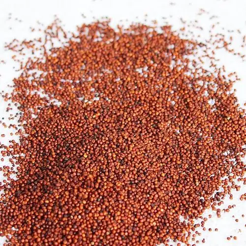 Red Black Yellow millet Glutinous Broomcorn Millet Sticky Millet For Bird seeds