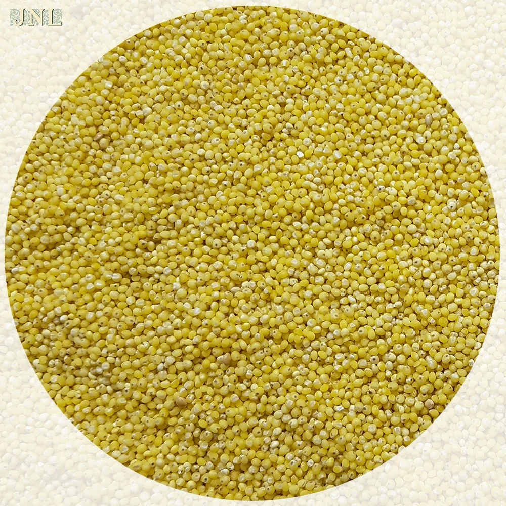 
Wholesale yellow millet 