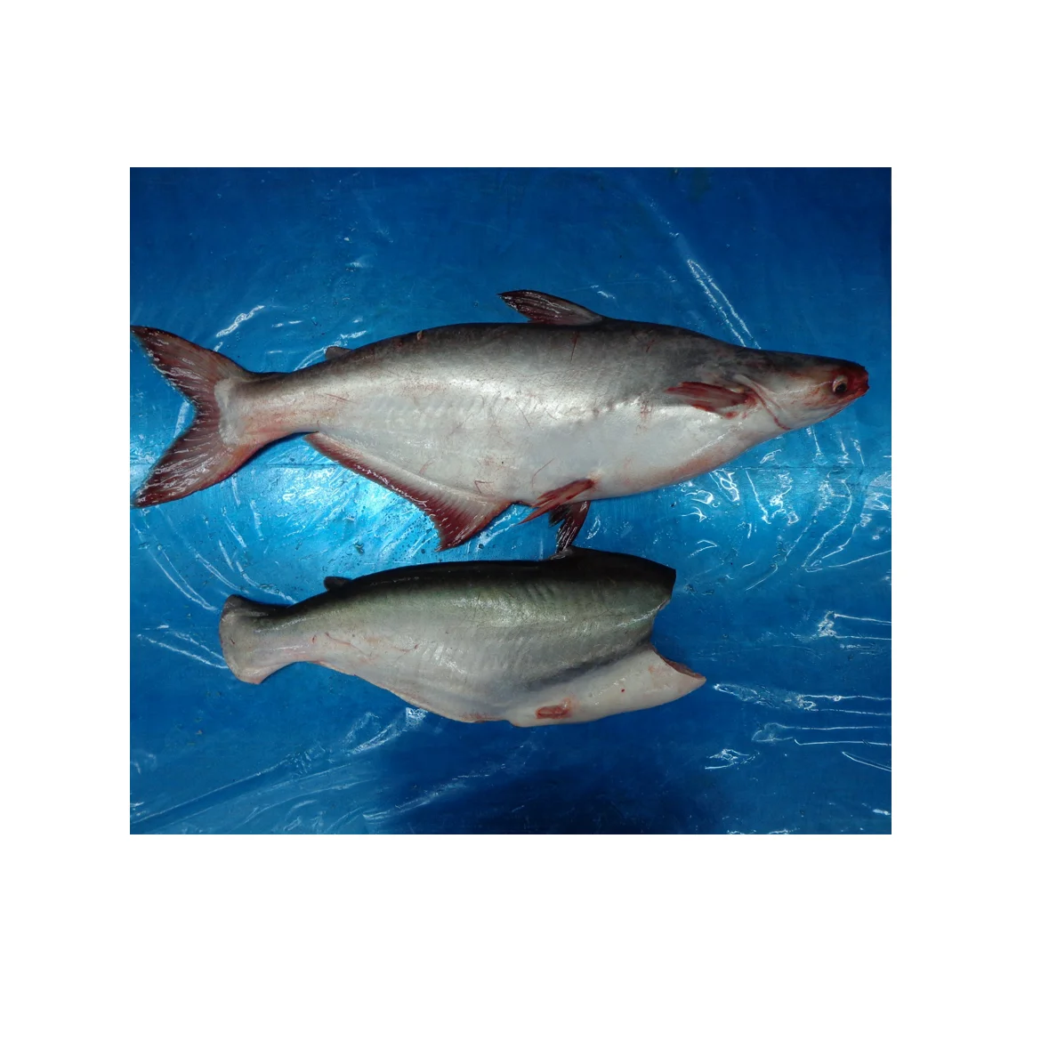 Pangasius HGT/Basa/Pangasius Hypophthalmus 100% High Standard Fish