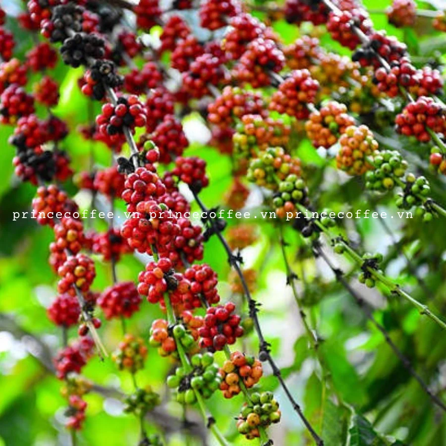  Лидер продаж кофейные зерна Арабика от вьетнамского поставщика органические зеленые зерна-Сырые Зерна