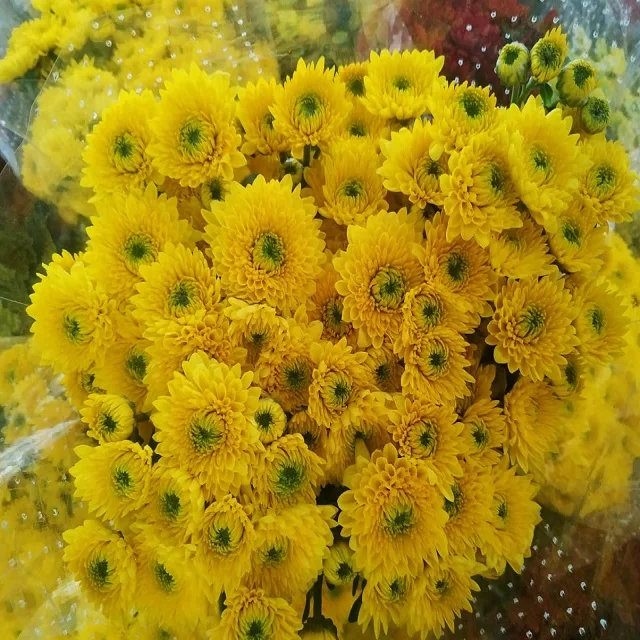 Fresh Chrysanthemums Cut Flower