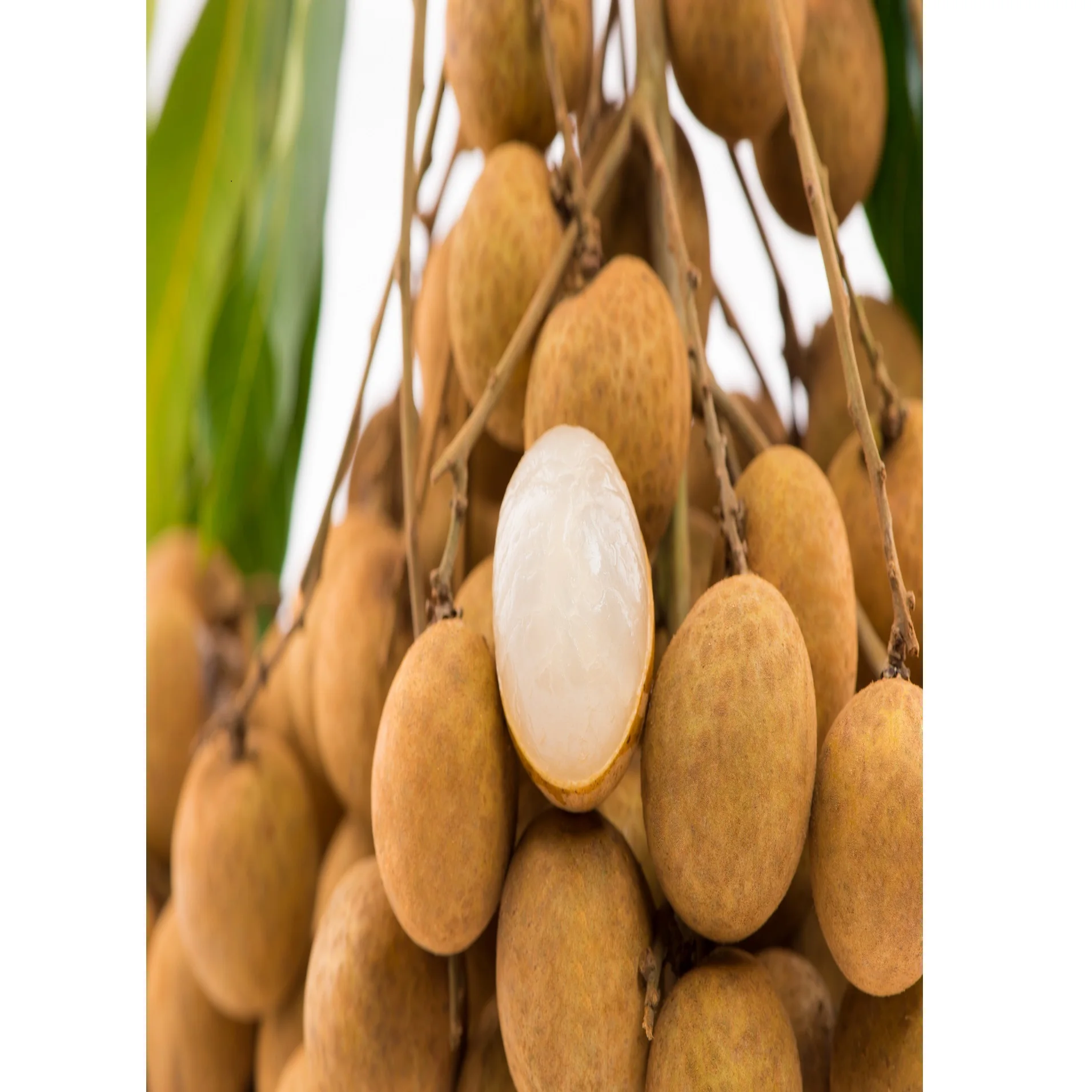 Best Price Common Cultivation Type >24.5mm Size Carton Box Packaging Sweet Taste Longan Export From Vietnam