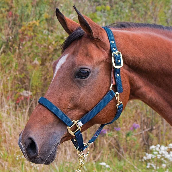 
Fleece padded Horse Halter Manufacturers 