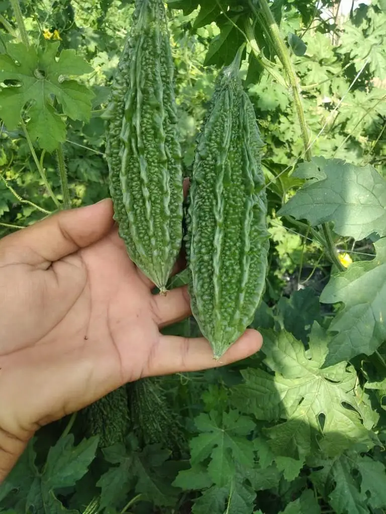  Крупные партии семян овощей семена горькой тыквы SHIVAM (OP) для Южной Африки