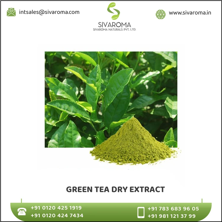 100% Natural Pure and Fresh Camellia Sinensis Plant Leaves Extracted Green Tea Dry Extract with High Quality for Export at Bulk