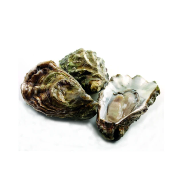 Оптовая продажа замороженные морепродукты Oysters свежие целые оболочки хорошие устрицы Мгновенная