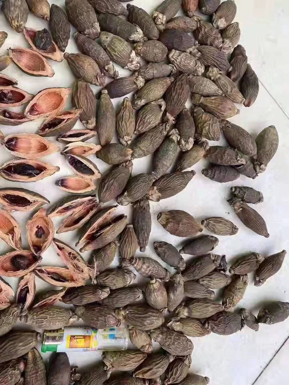 TOP SALE!!! DRIED BETEL NUT at VERY HIGH QUALITY & THE BEST PRICE FROM VIETNAM VENDOR 2022