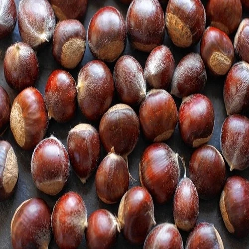 
Good Price Fresh Chestnut for Sale 