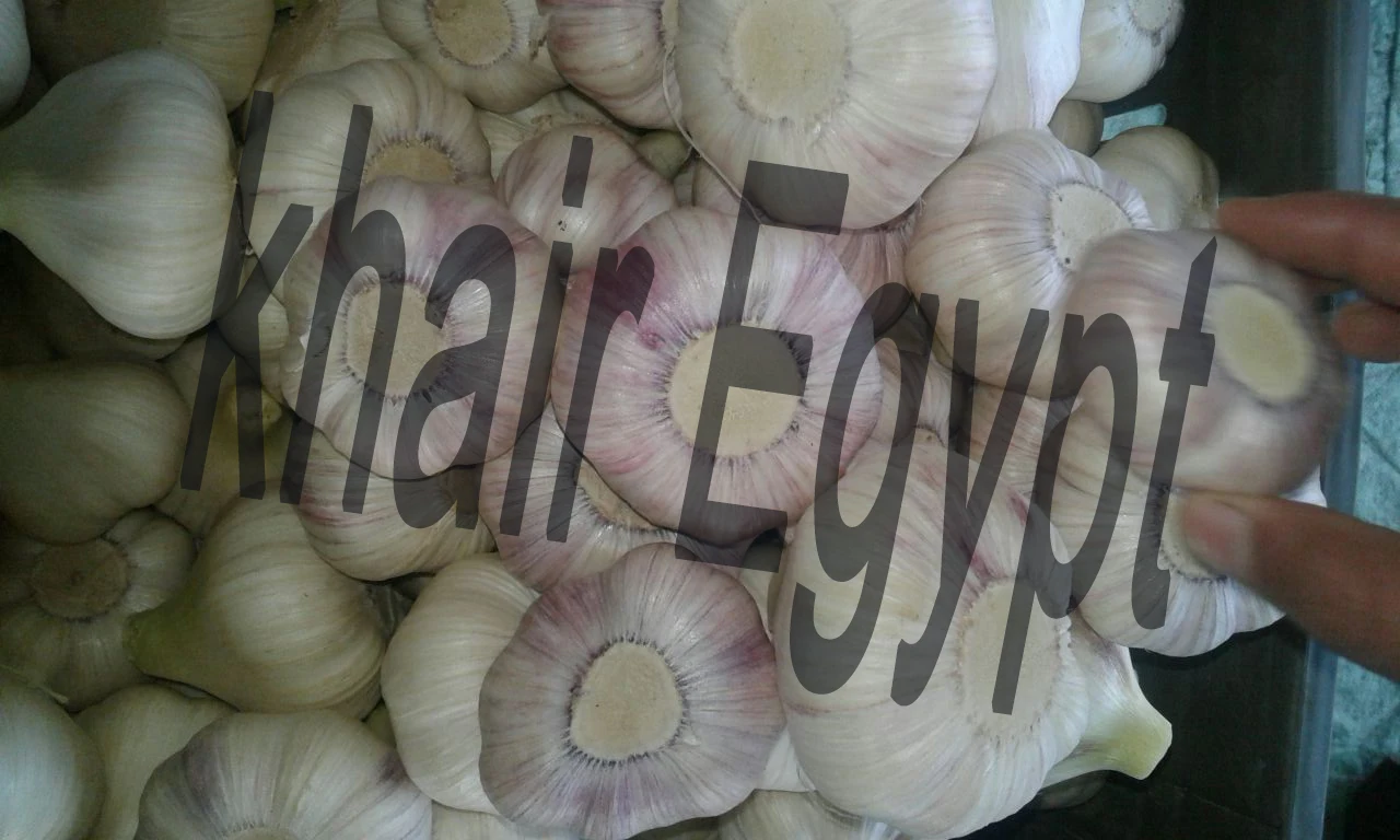 Garlic Scented High Quality Exclusive Flavor GARLIC