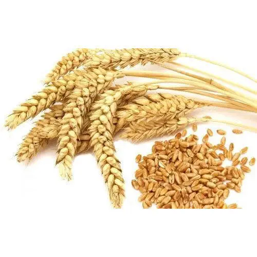 wheat-grain-500x500.jpg