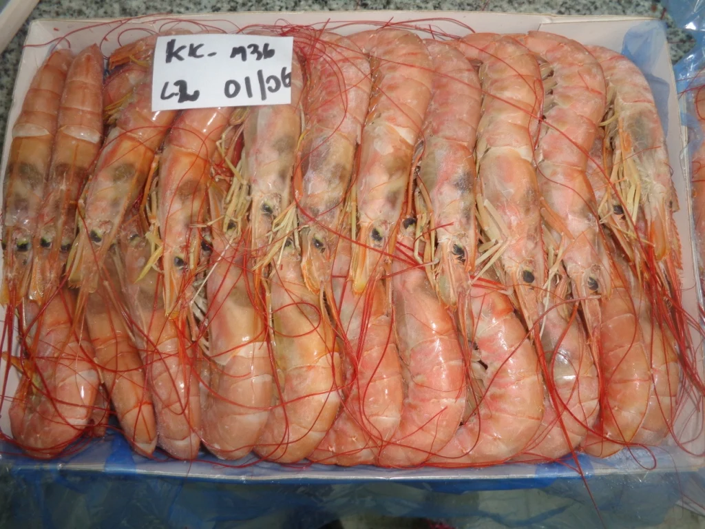 FROZEN PREMIUM QUALITY RED SHRIMP -HEAD ON SHELL ON AND HEADLESS SHELL ON FOR SALE