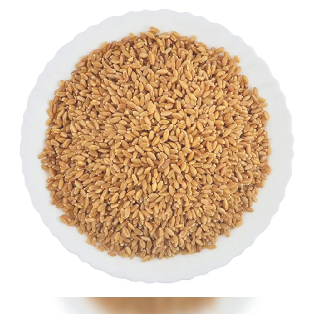 Bulk Wheat Grain Indian Sortex Wheat