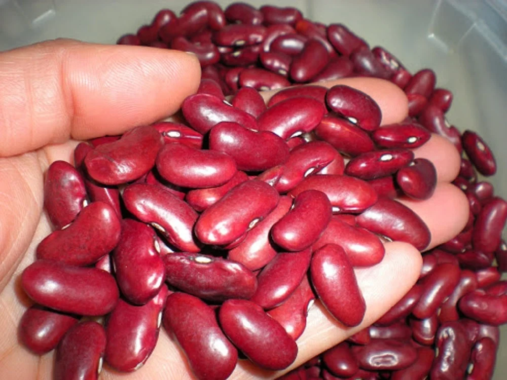 Wholesale Pinto Red Beans Speckled Kidney Beans